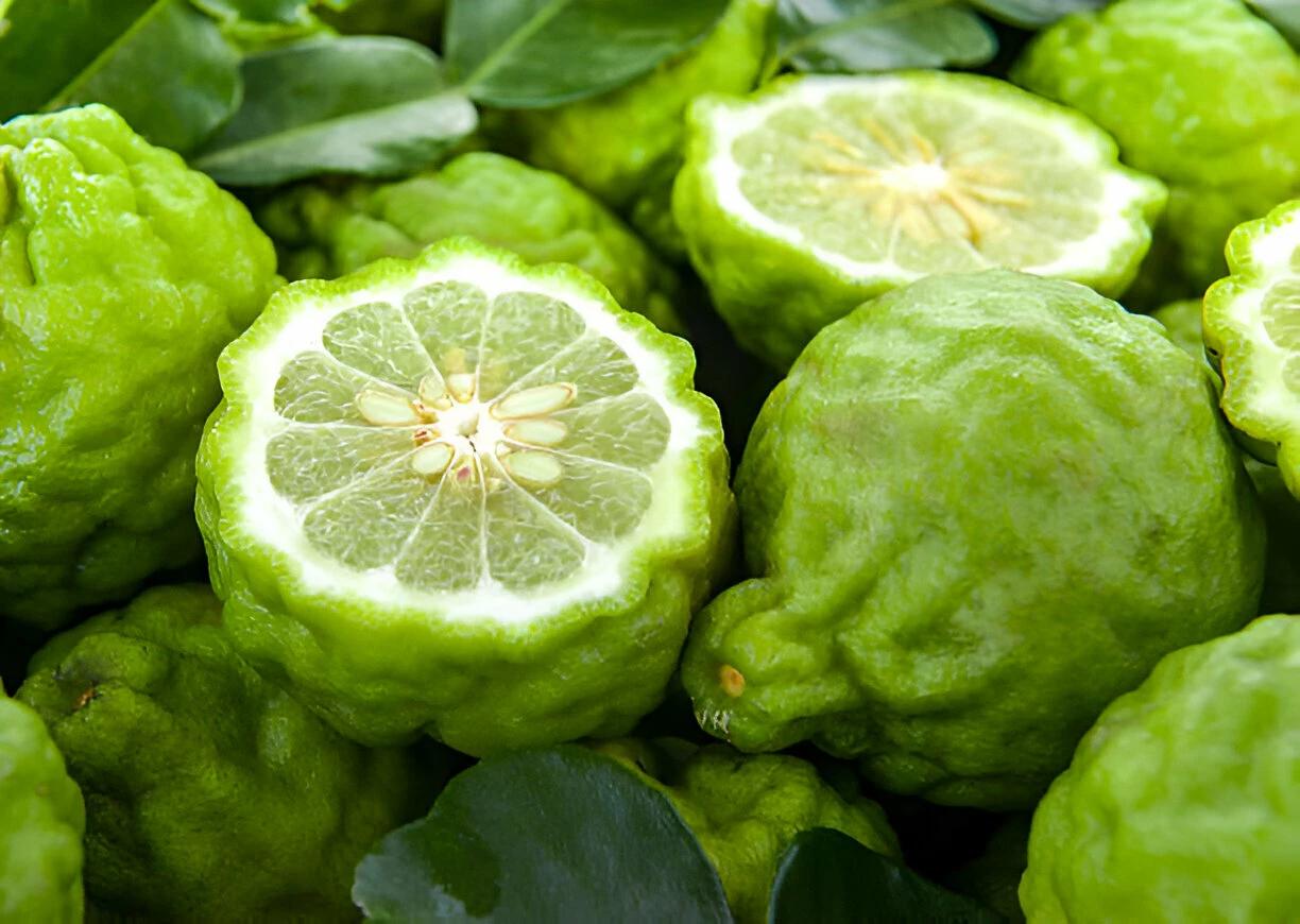kumpulan buah bergamot untuk parfum